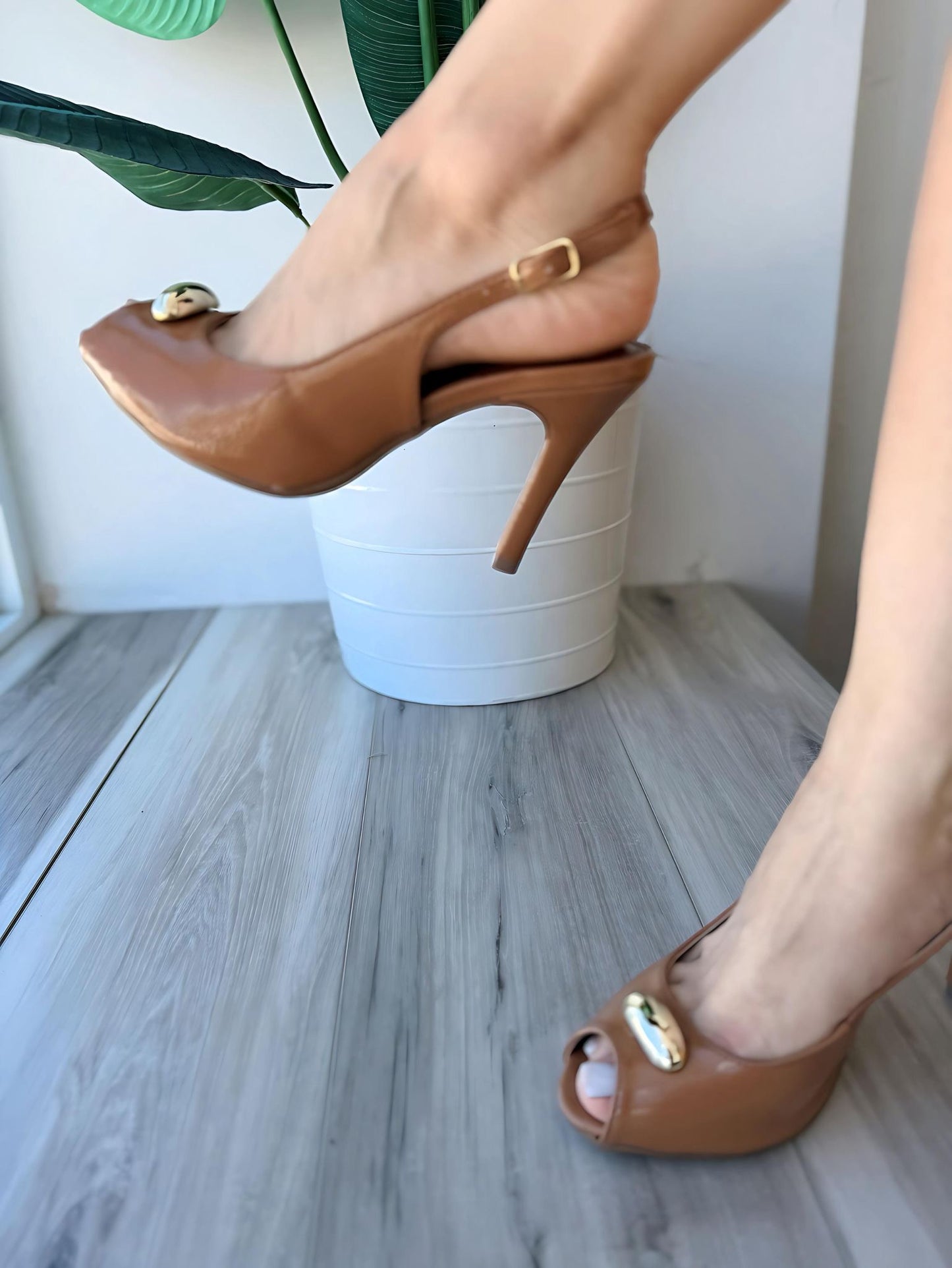 Eugenia camel